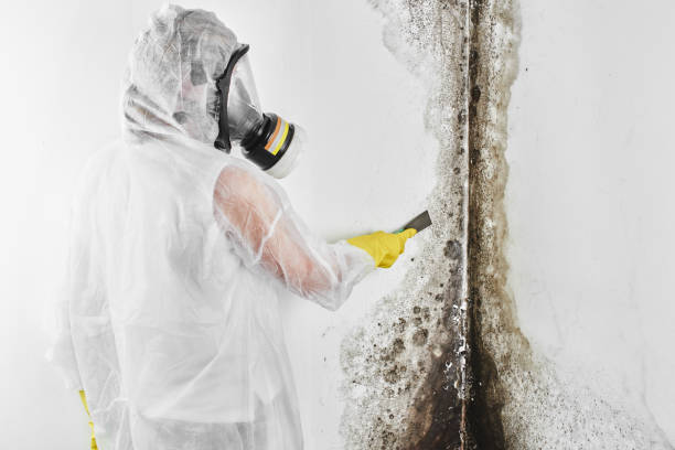 Best Air Quality Testing for Mold Spores  in Boronda, CA